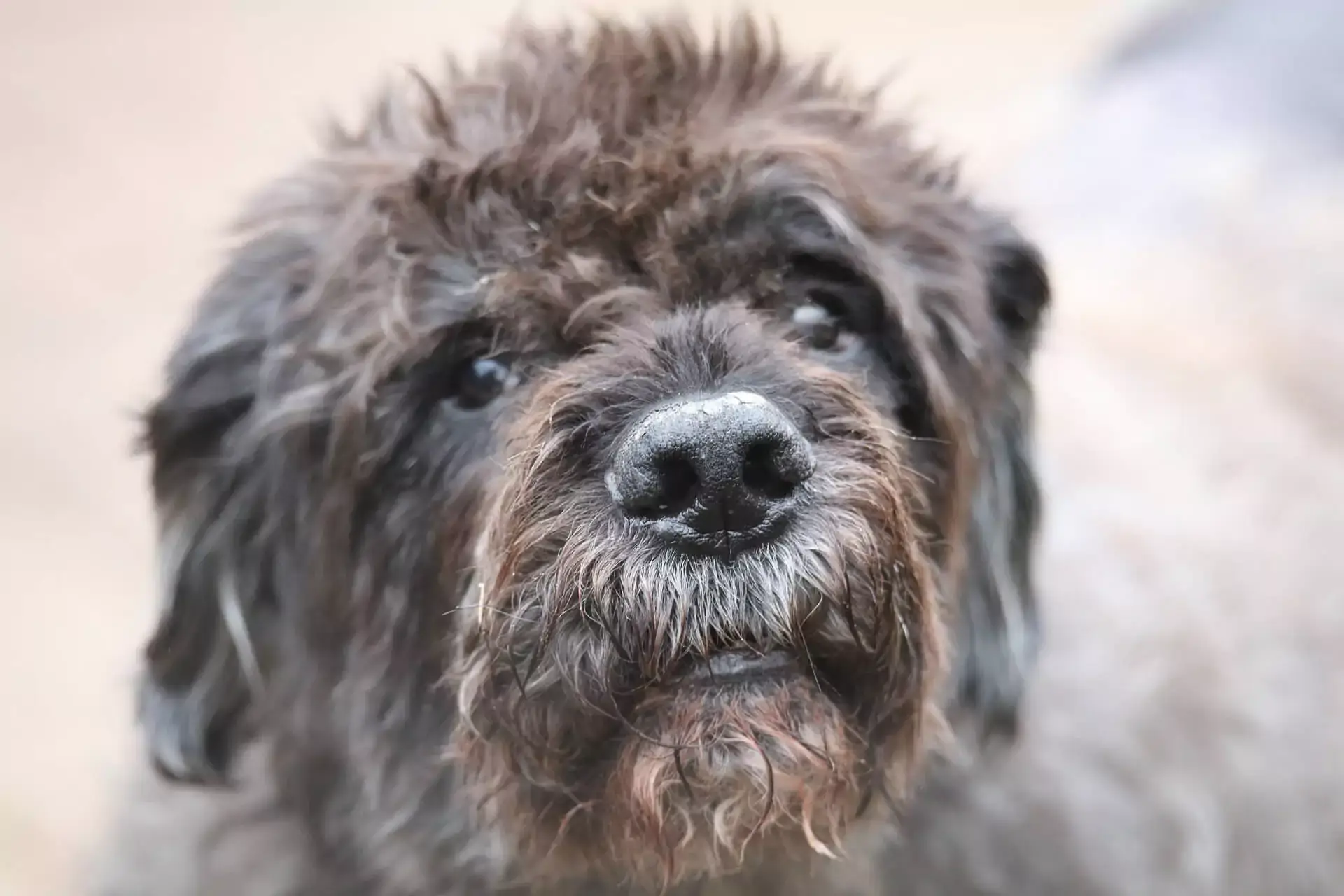 Bouvier Des Flandres dog with black fur