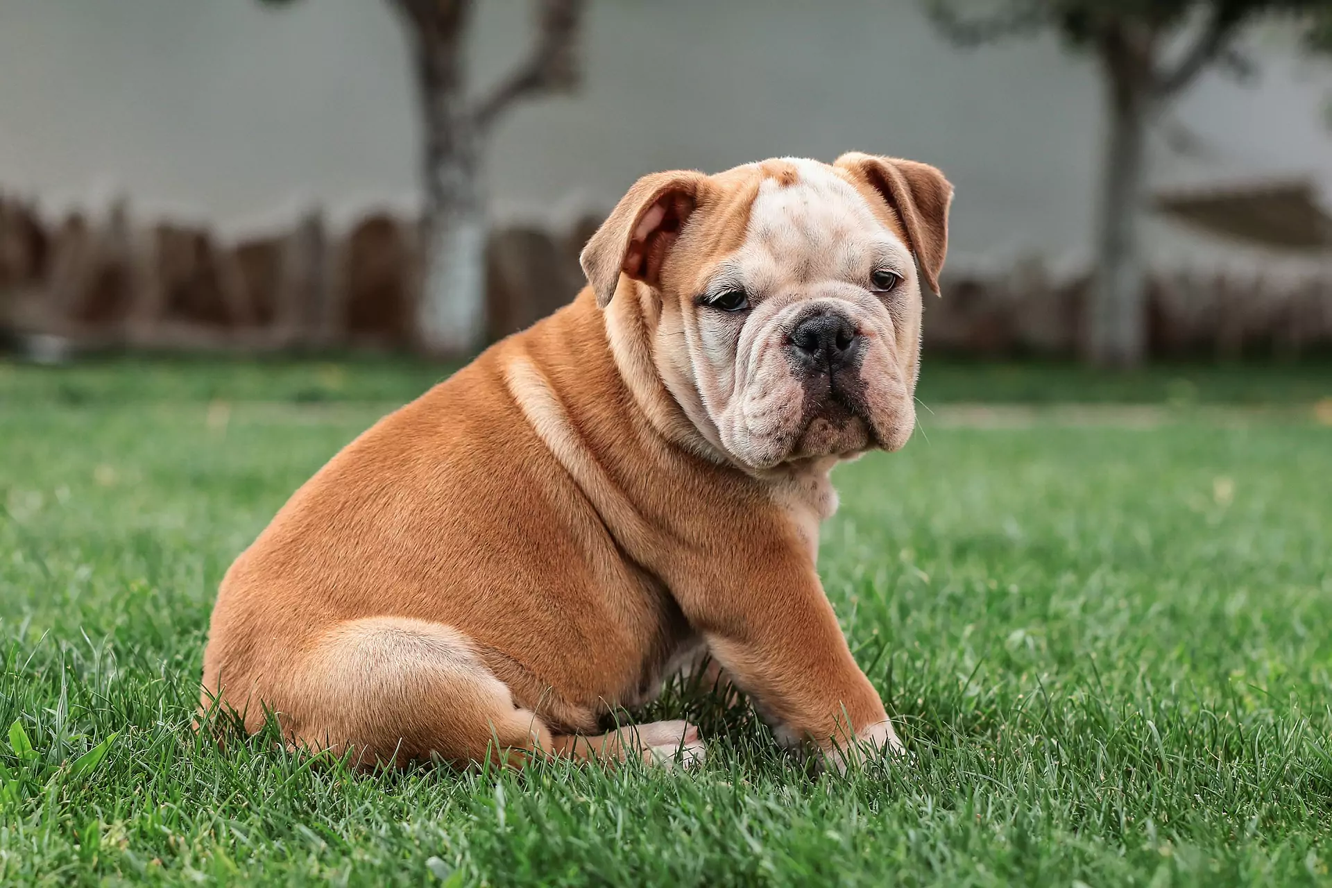 Bulldog with brown and white fur sitting on the grass