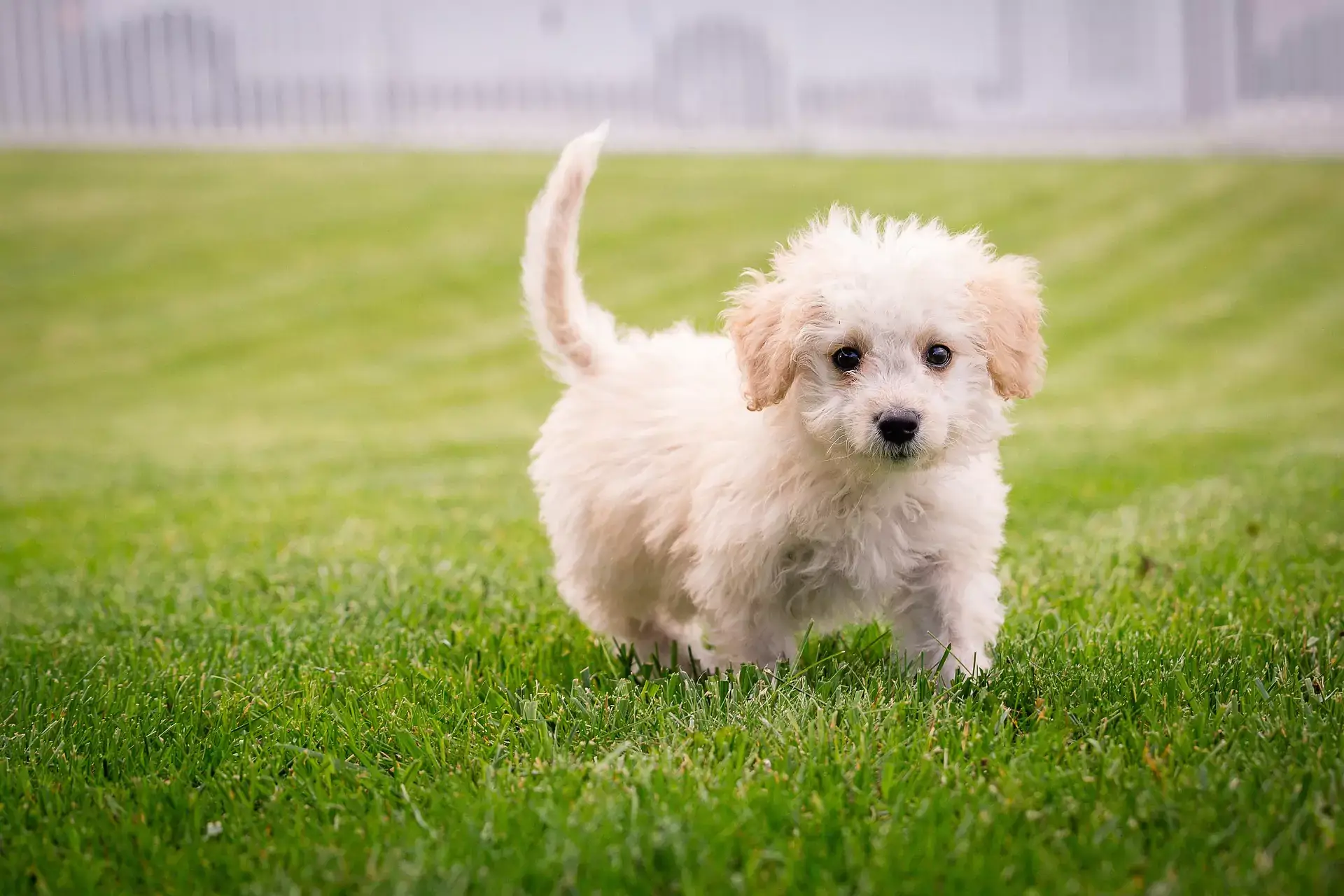 Puppy with white fur walking on the grass