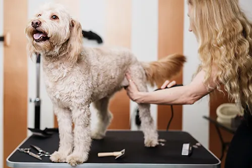 Grooming Salon
