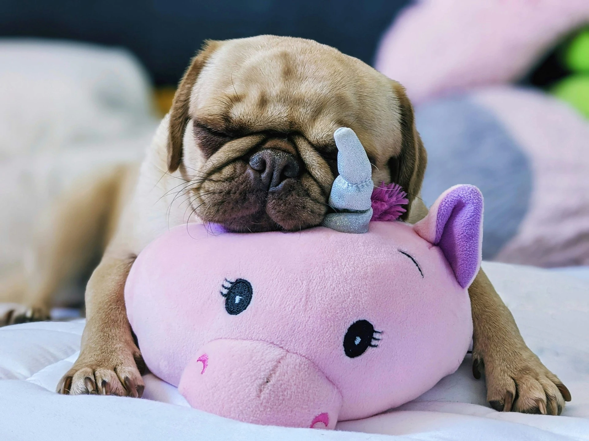 Puppy sleeping on stuffed animal.