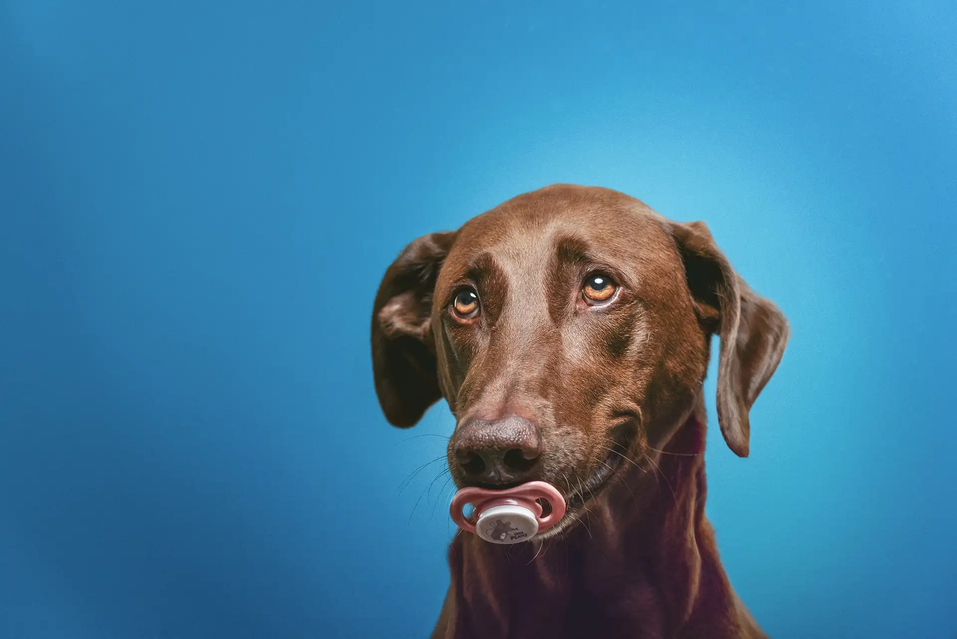 Dog against blue background