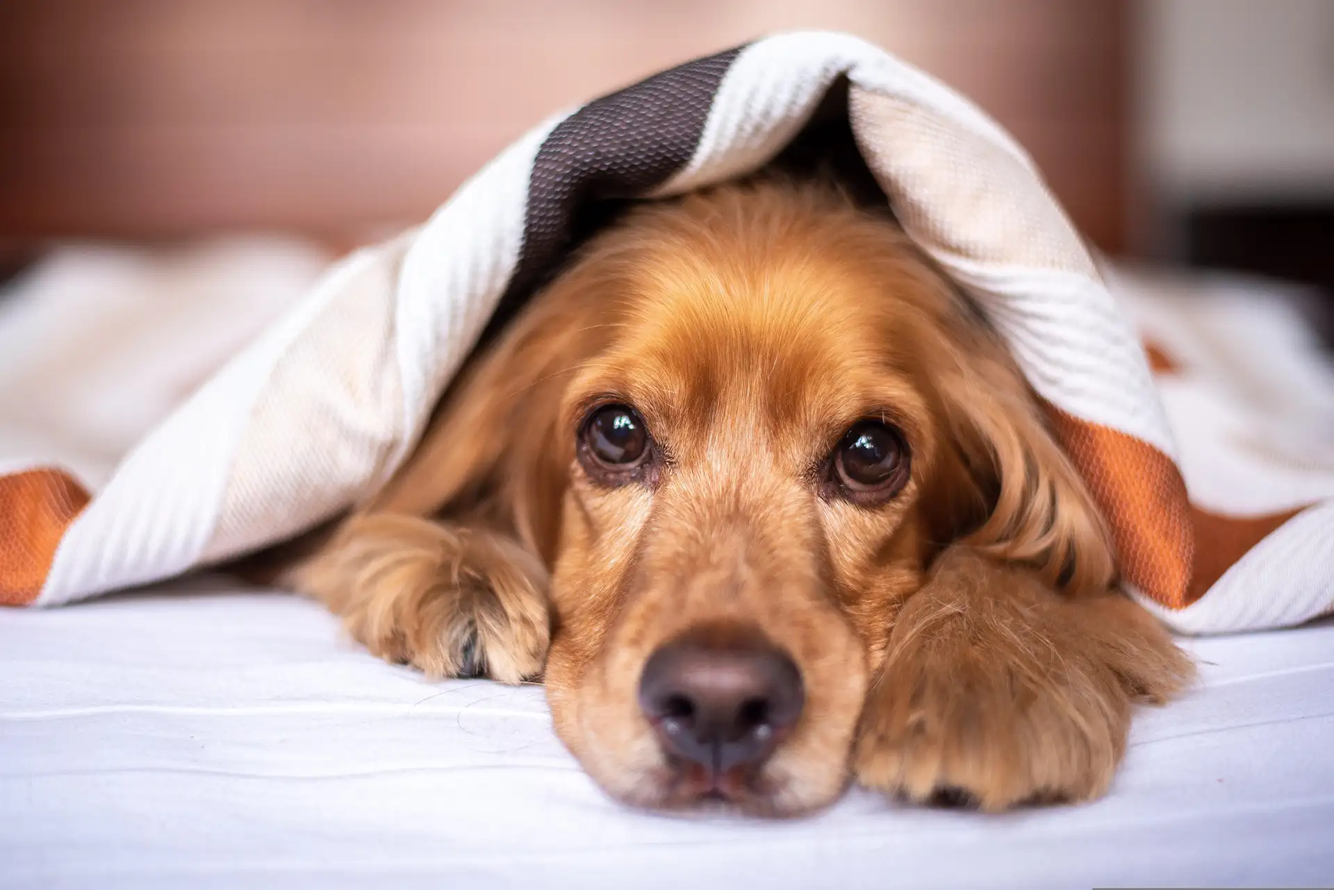 Dog under blanket