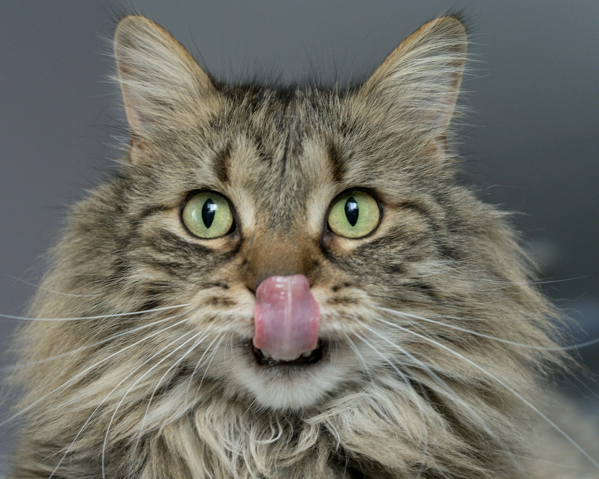 Fluffy cat sticking tongue out