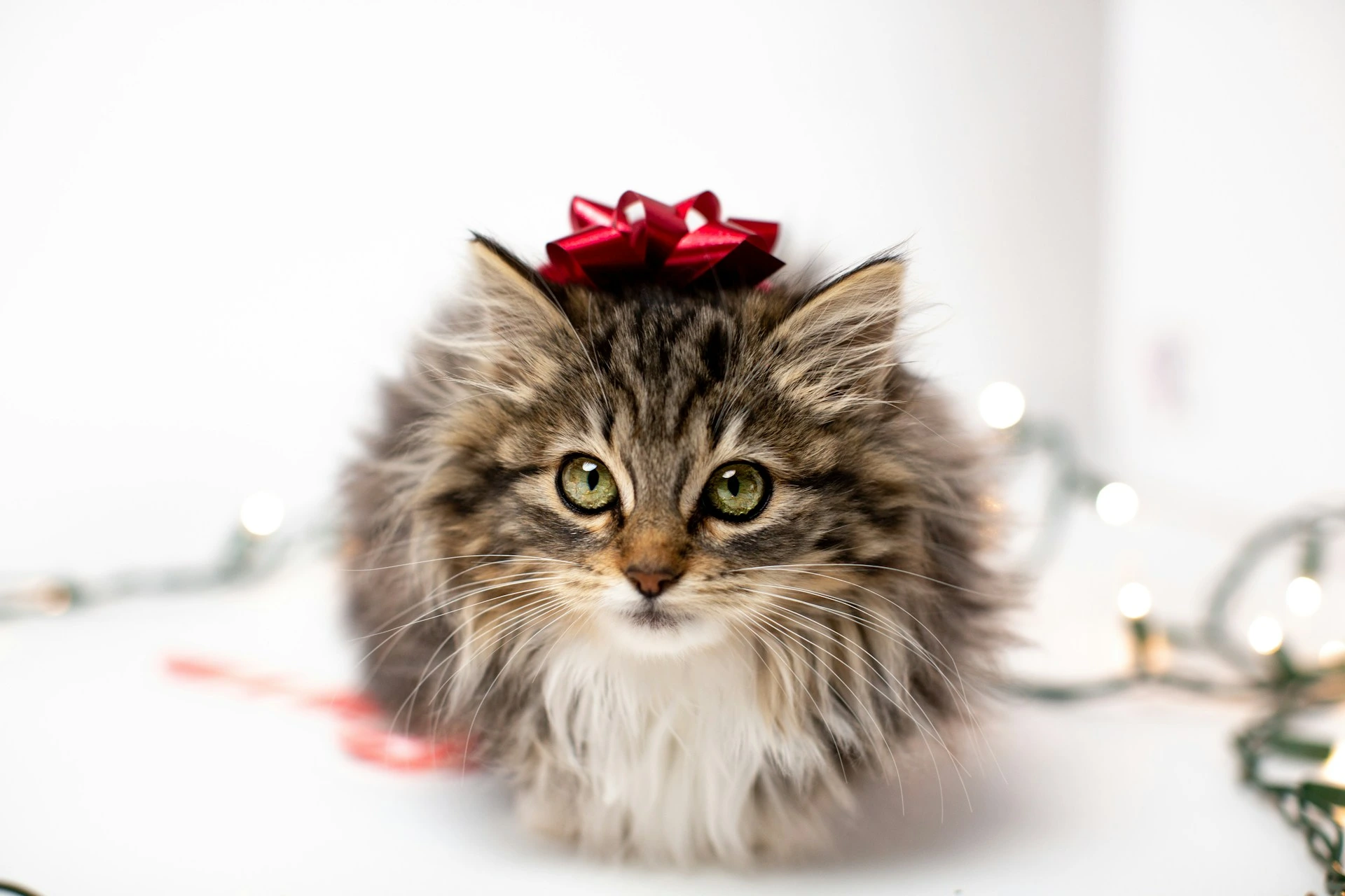A tabby kitten with a red bow on its head looks straight ahead, with blurred holiday lights around it.