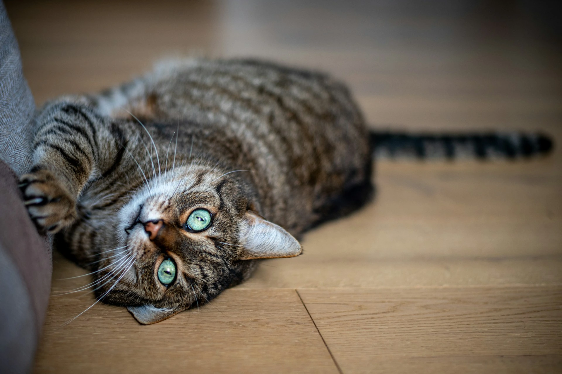 A tabby cat is lying on its side on a wooden floor.