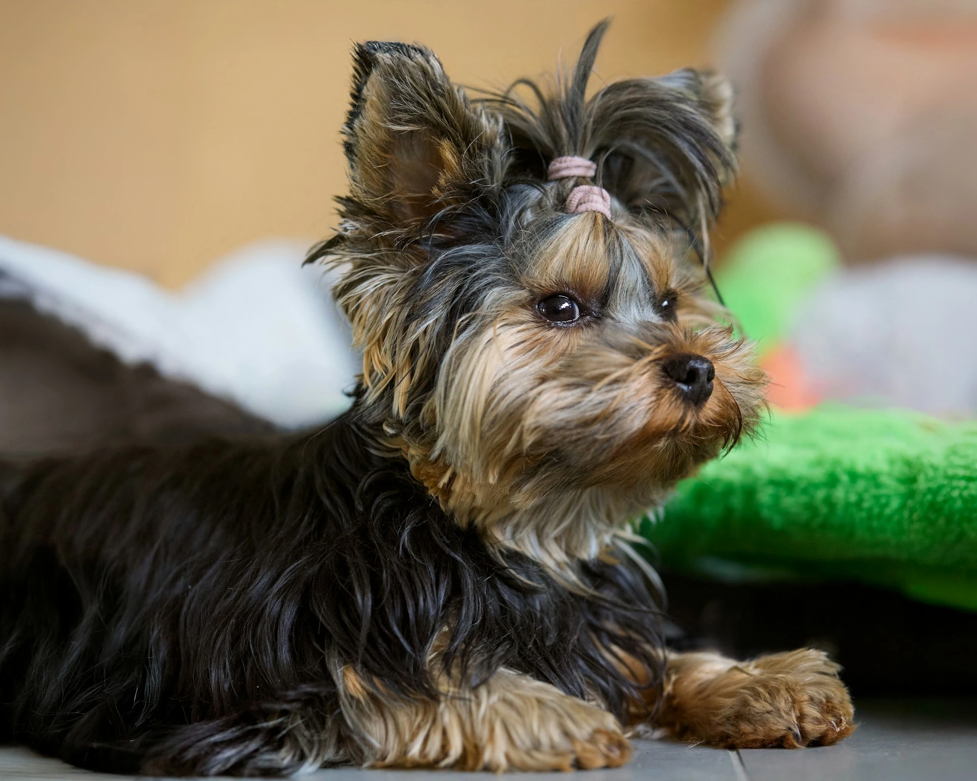 A Yorkshire Terrier with a topknot tied in a pink band is lying down.