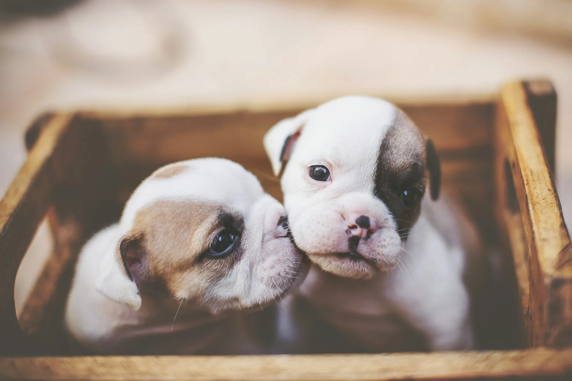 Two puppies are snuggled together in a wooden crate.