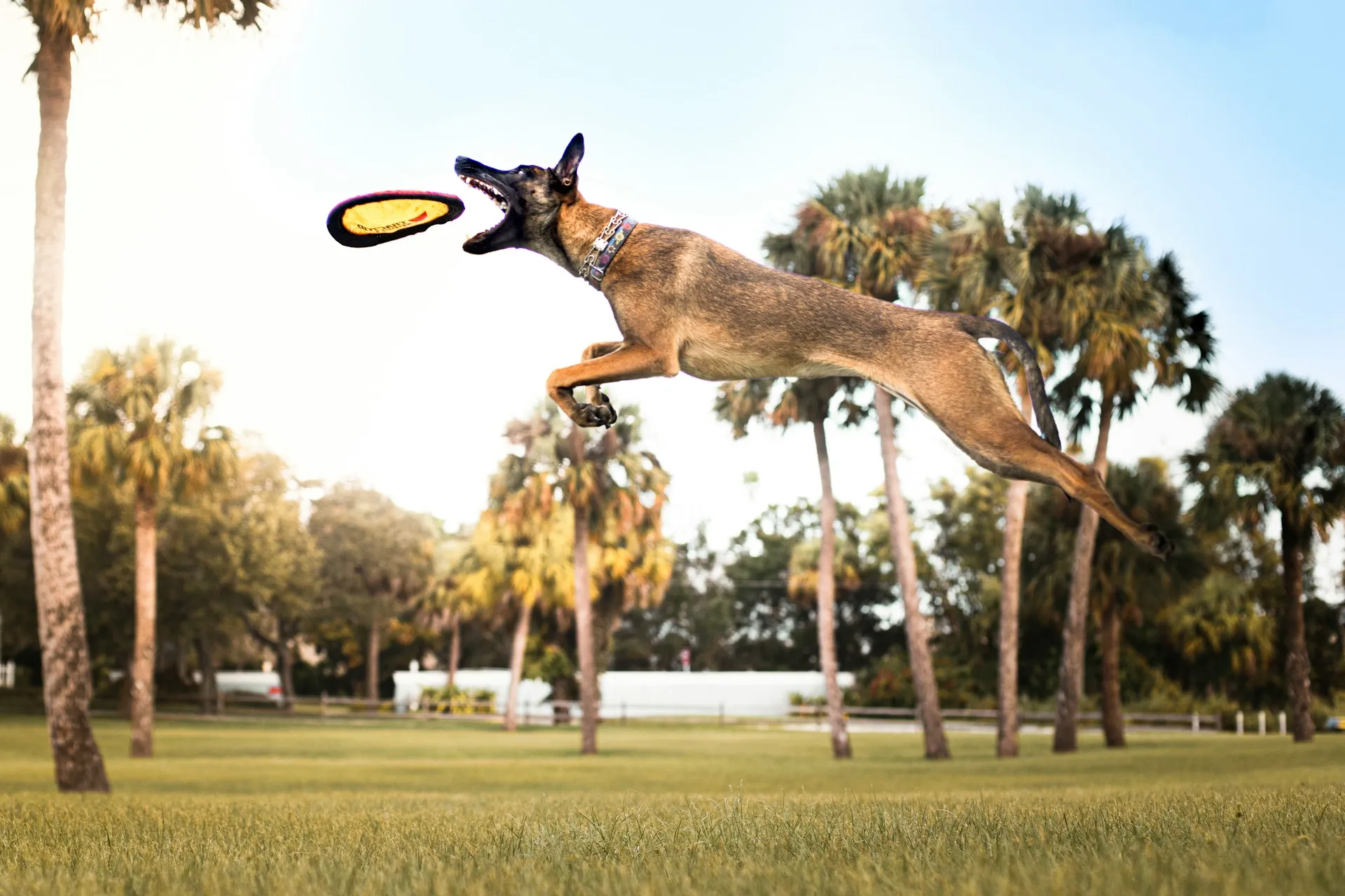 Belgian Malinois jumping high to catch a frisbee in a park with palm trees.