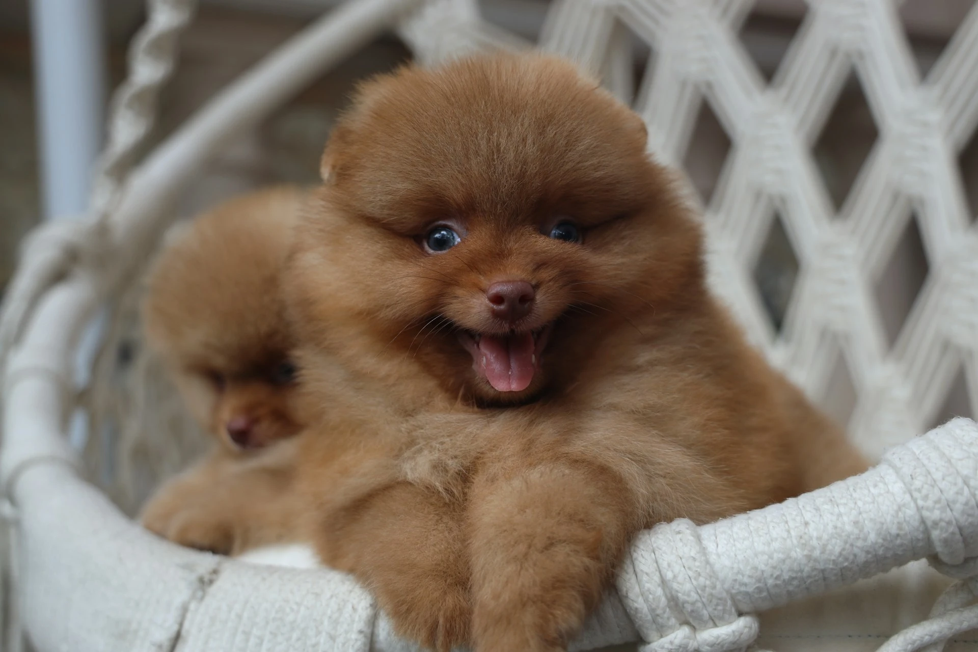 Two fluffy brown Pomeranian puppies in a wicker basket, one with its mouth open.