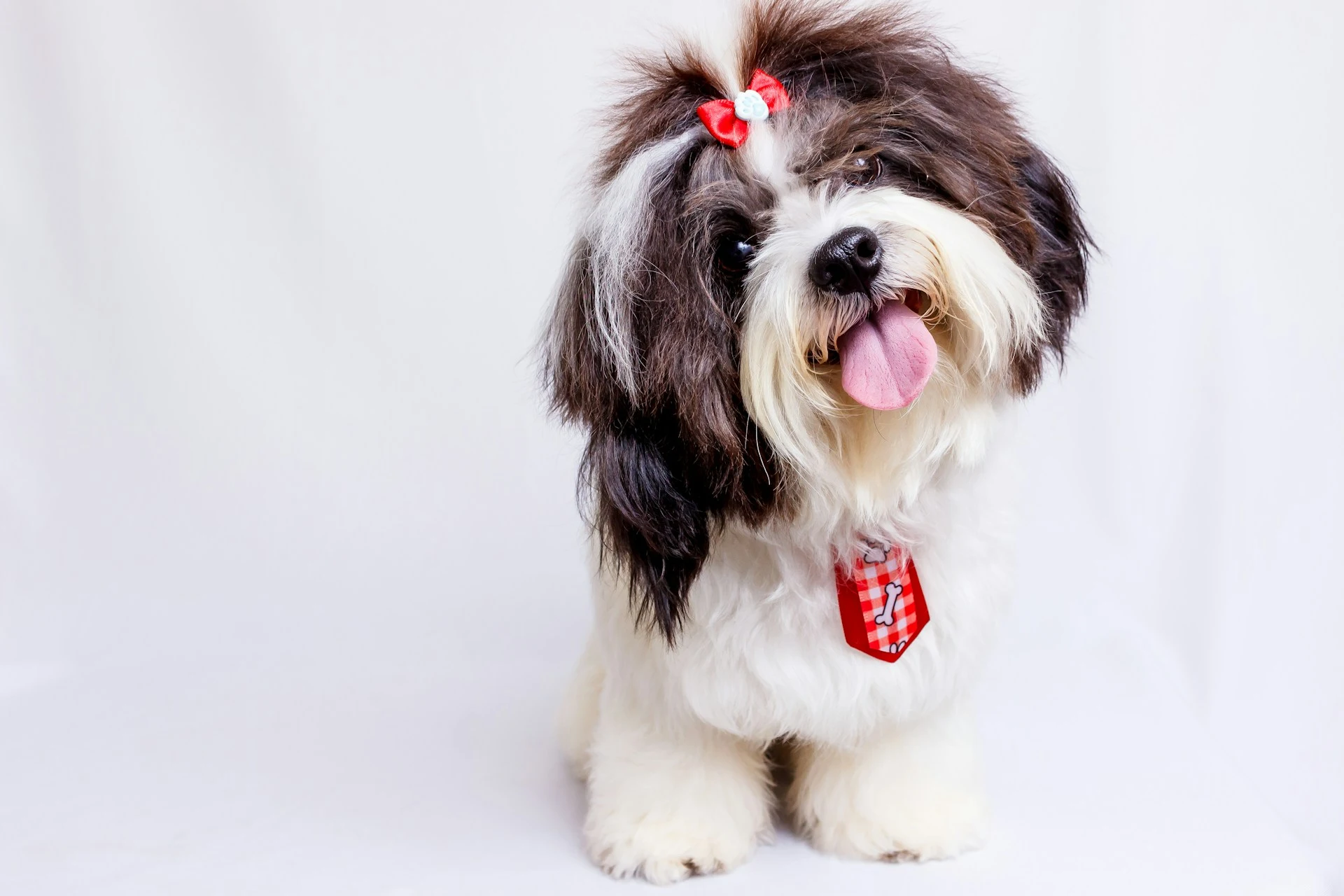 A Shih Tzu with a red bow and checkered tie standing against a white background.