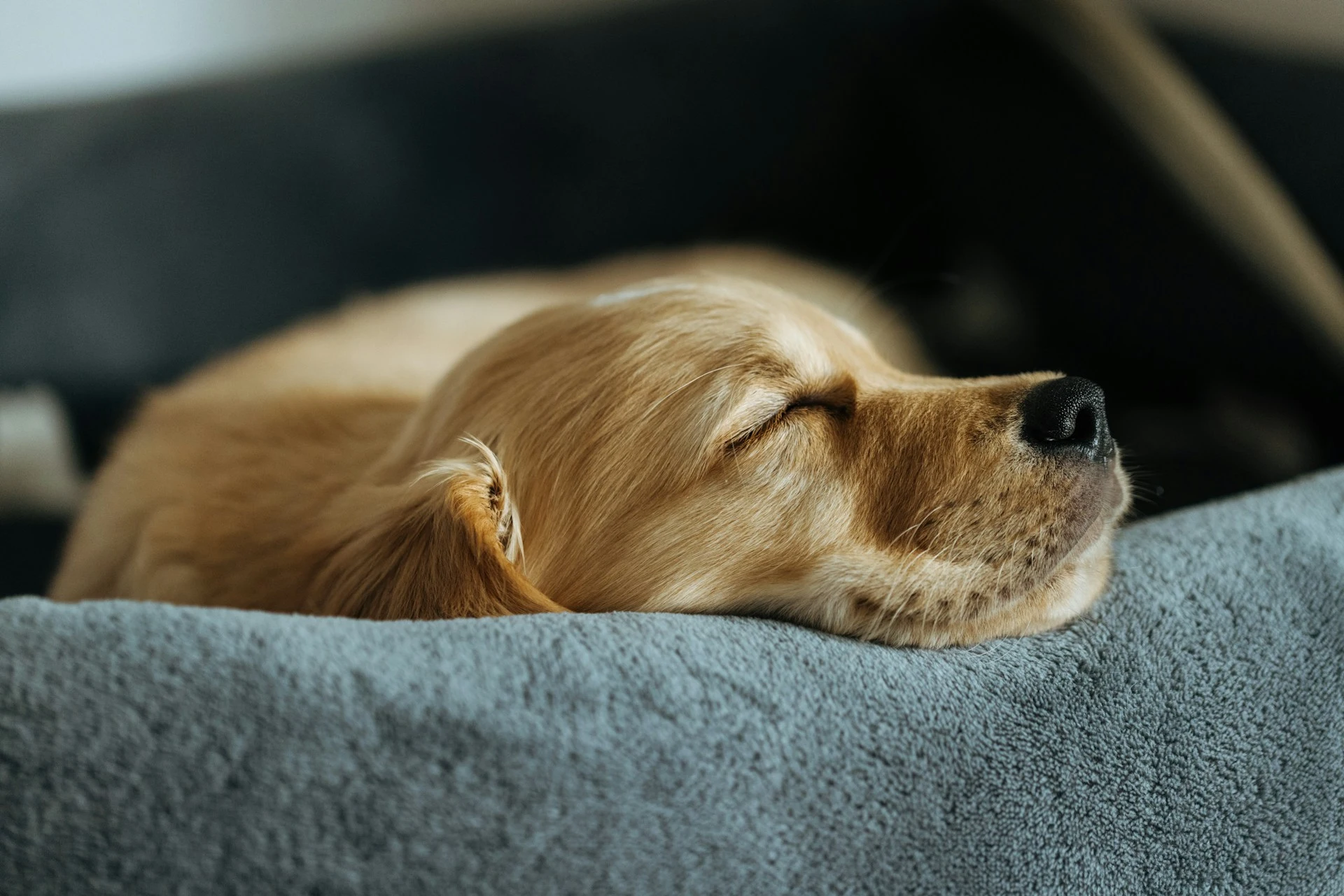 A Golden Retriever puppy sleeping on a soft, grey blanket.
