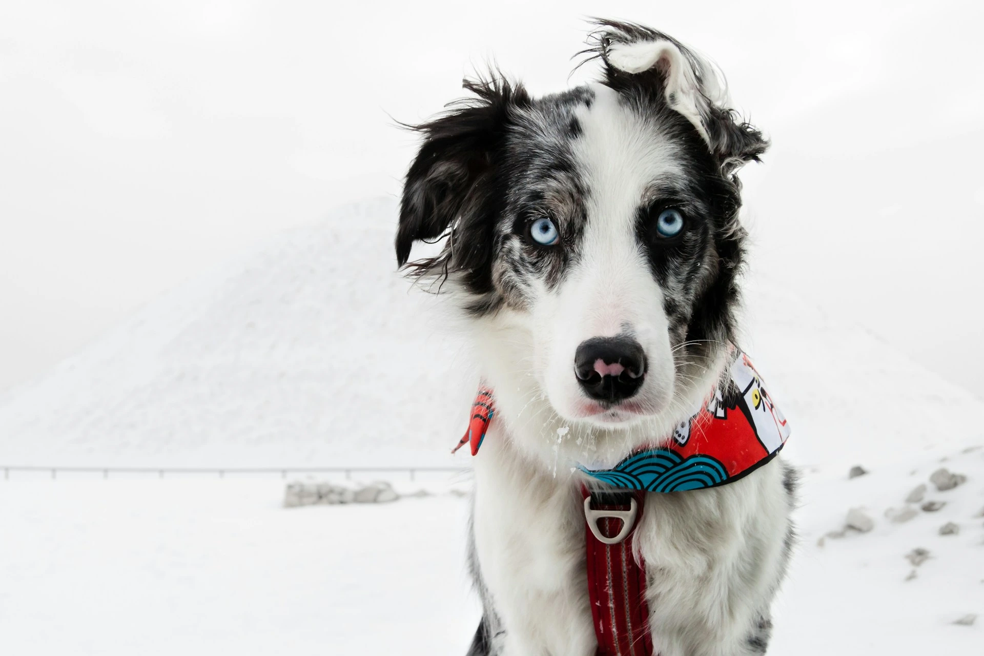 Merle Border Collie with bright blue eyes and a red harness in a snowy, white landscape.