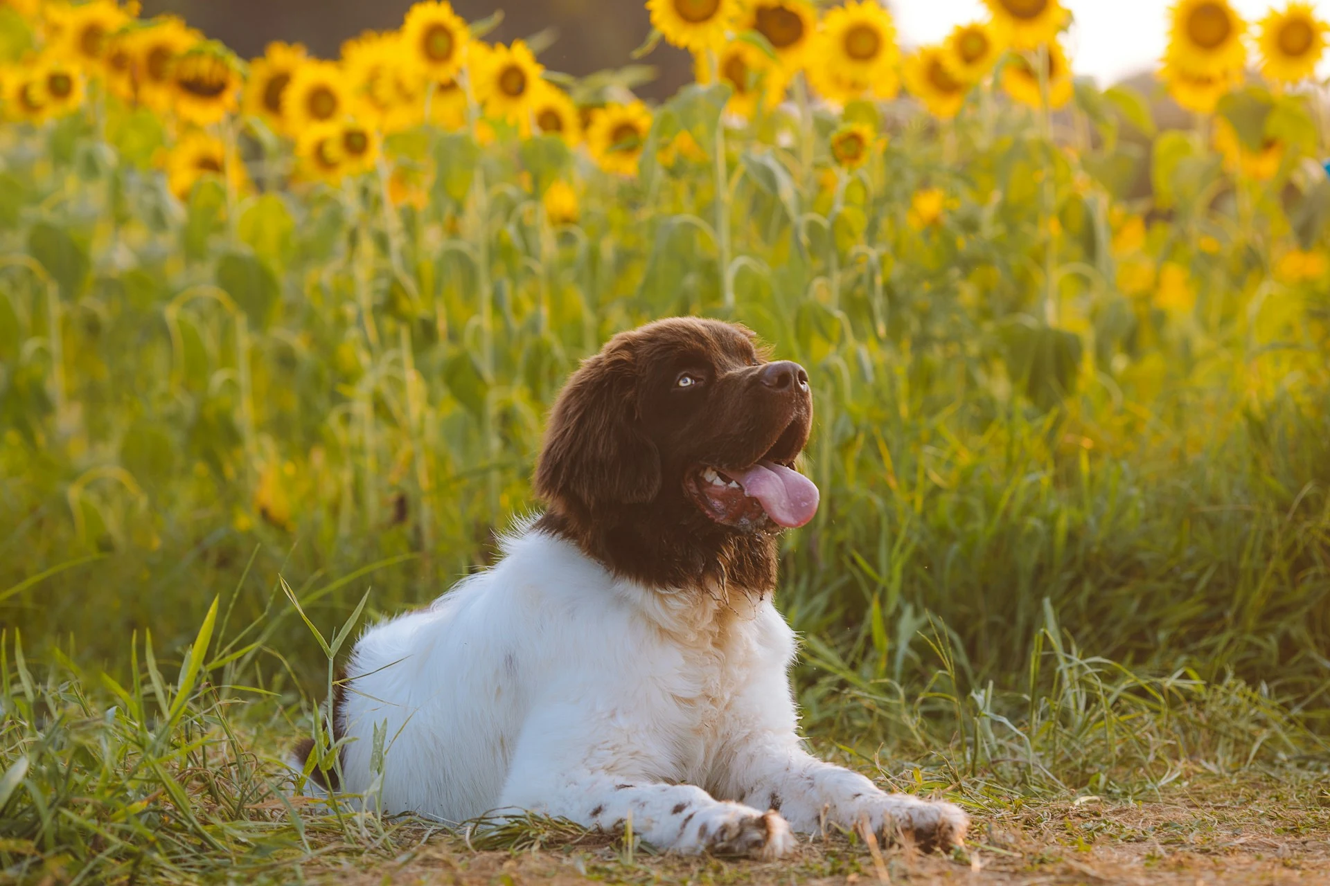 Landseer Newfoundland dog with brown and white fur lying in a grassy field with sunflowers in the background.