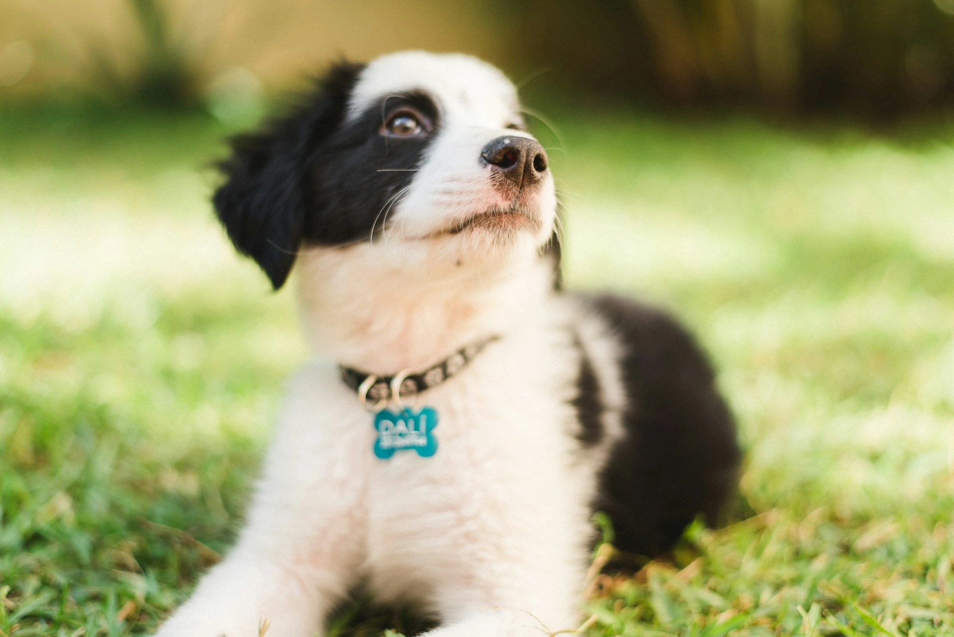 A black and white puppy sitting on a green lawn.