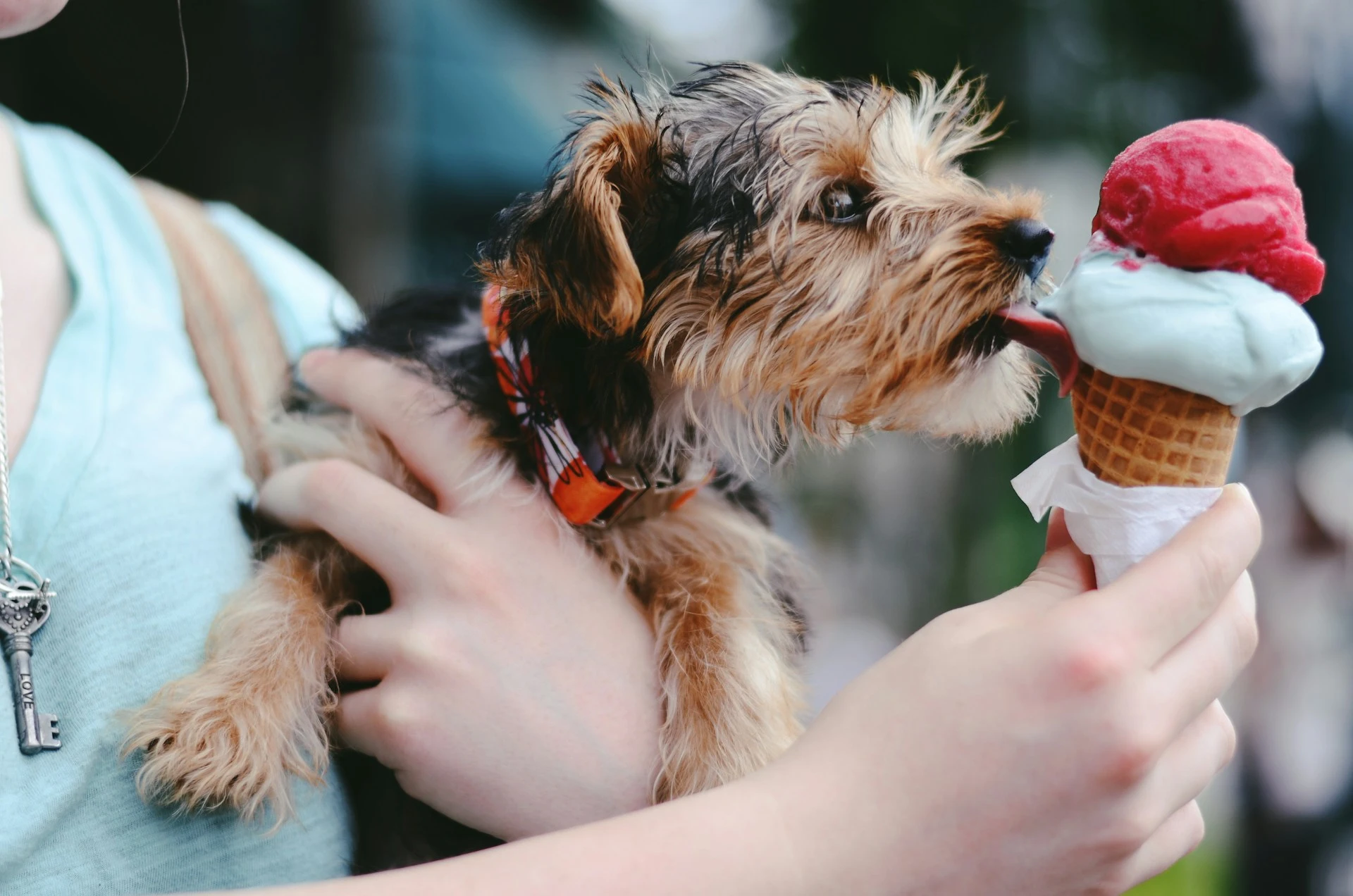 A puppy held in a person's arms reaches out to lick an ice cream cone.