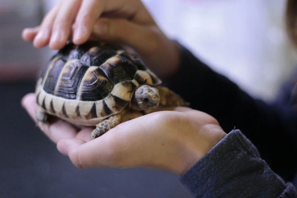 A small tortoise with a detailed black and cream-patterned shell is cradled in a person's hands while another hand gently pets the top of its shell.