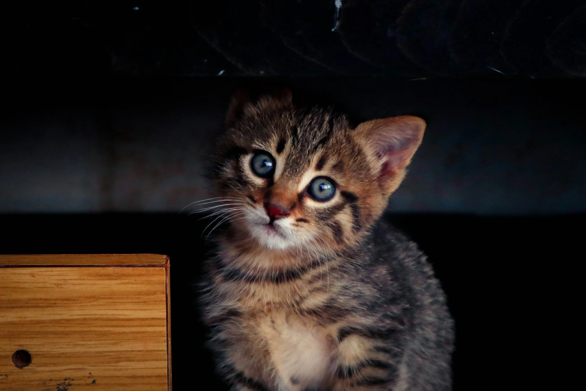 A tabby kitten looking upward from a dark, shadowed space.