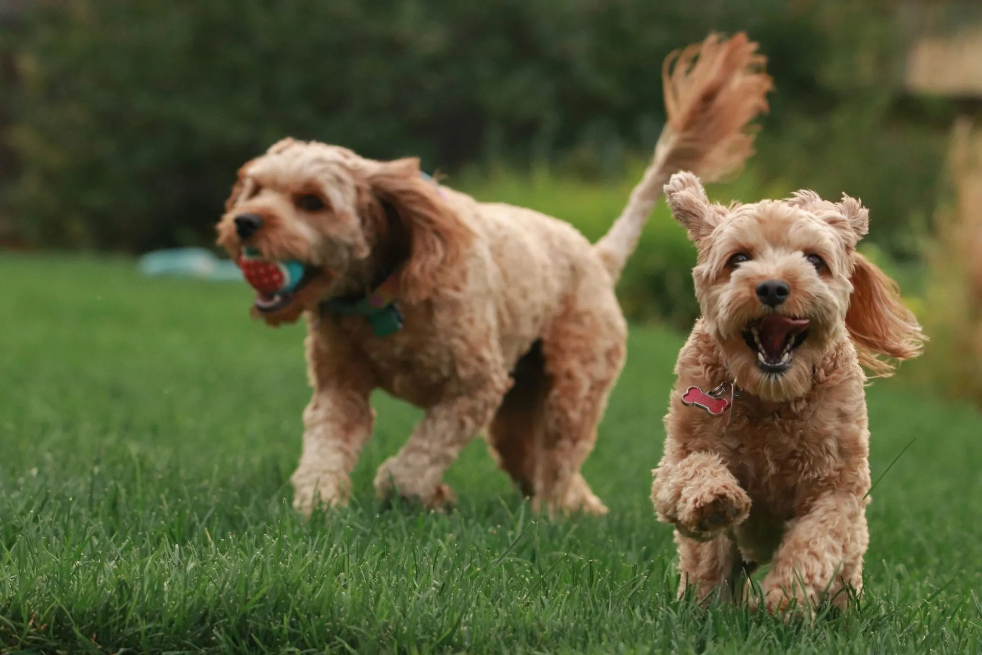 Two tan dogs run across a green lawn.