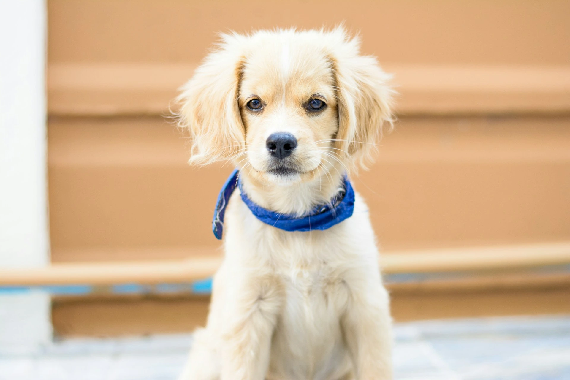 A cream-colored puppy sits and looks directly at the camera.
