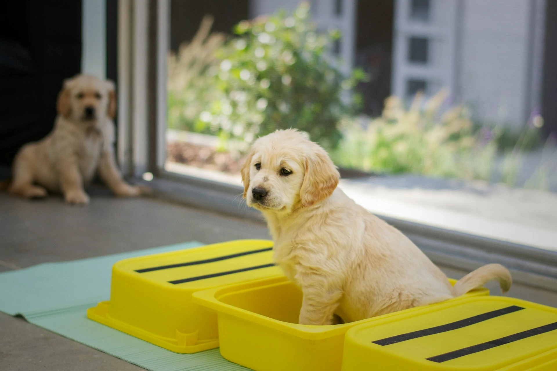 A golden retriever puppy sits inside a yellow plastic container indoors, while another puppy is sitting out of focus in the background near a doorway.