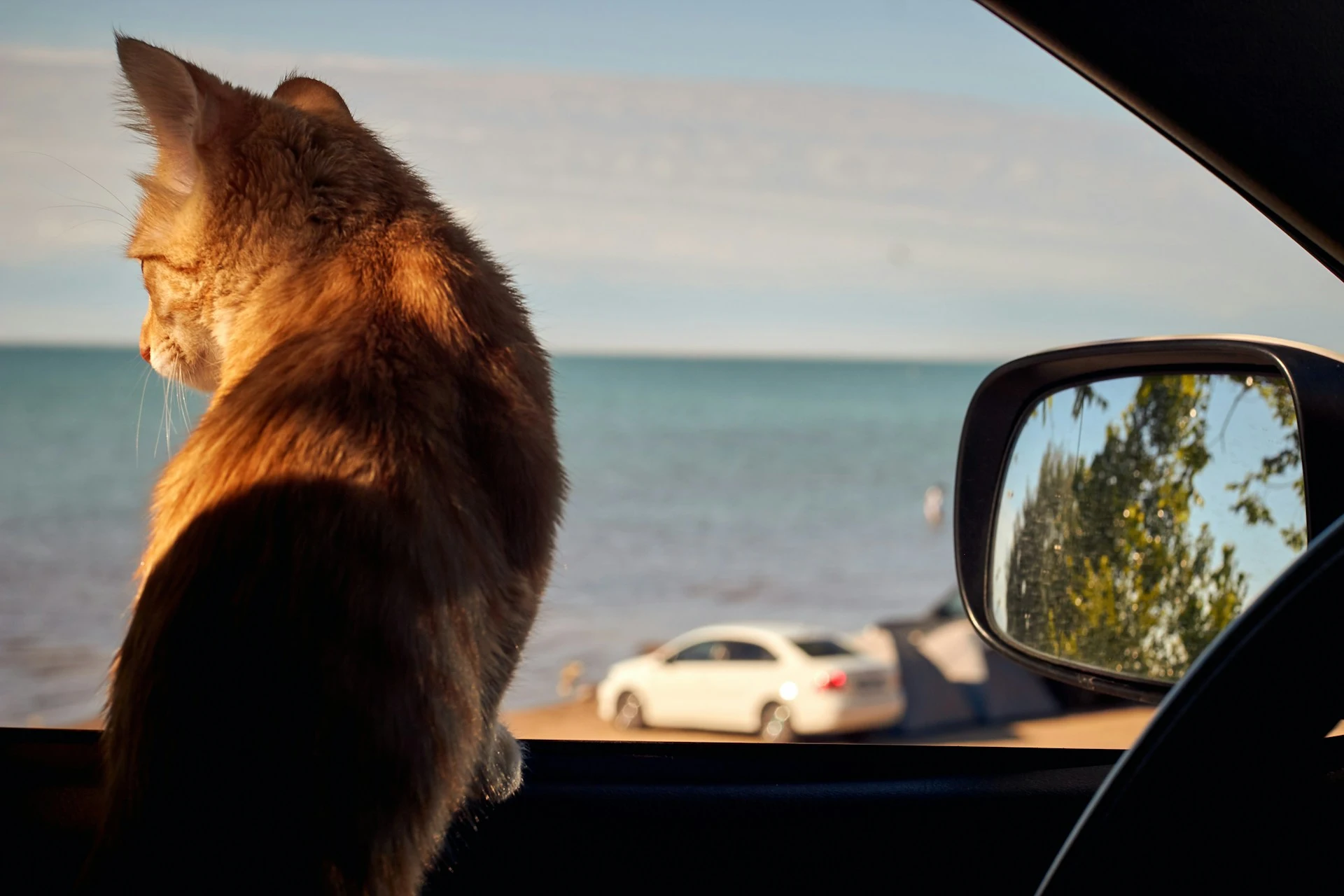 A tabby cat looks out of an open car window with a distant beach visible.