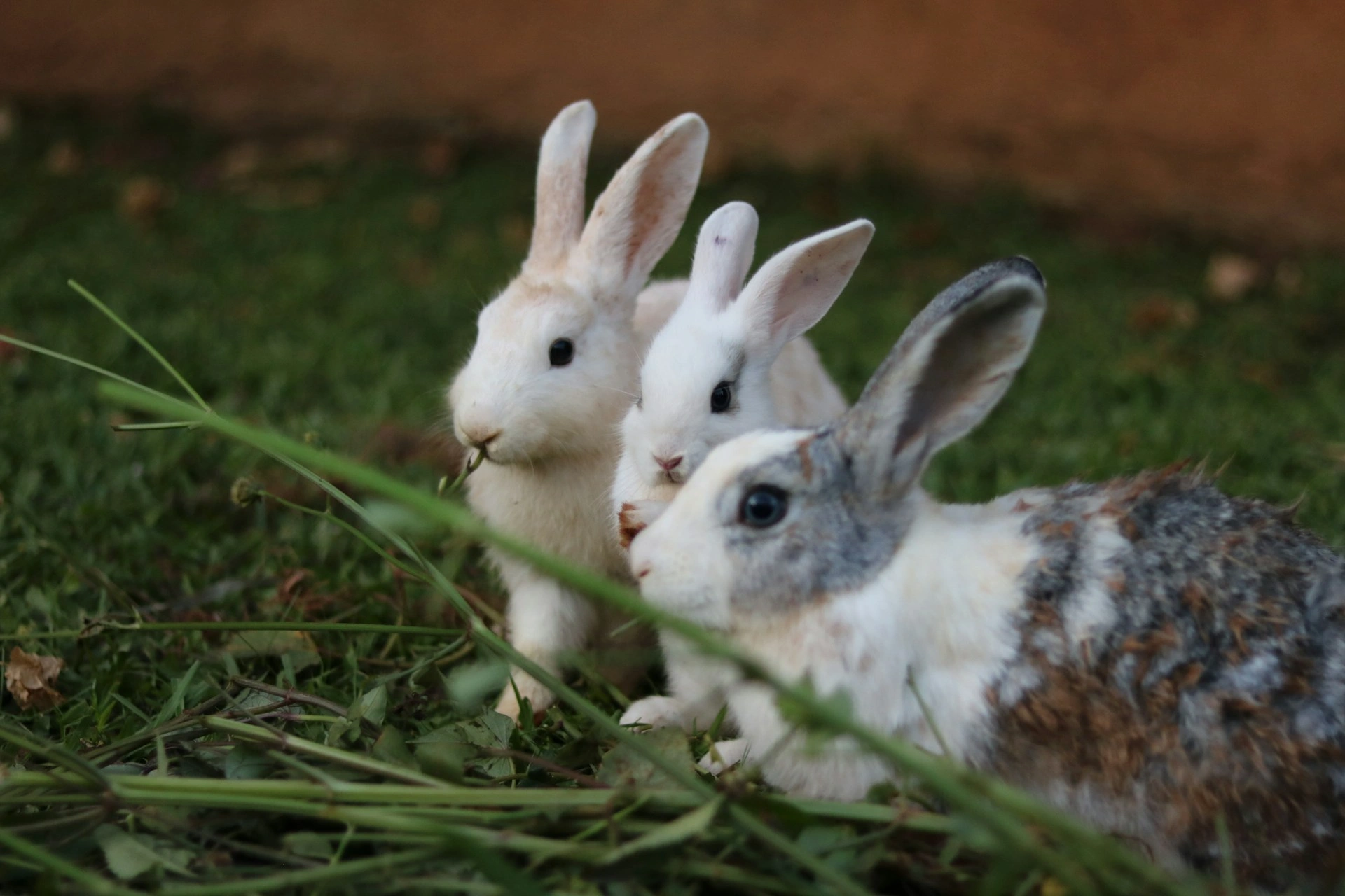 Three rabbits together on a patch of green grass to munch on fresh leafy stems.