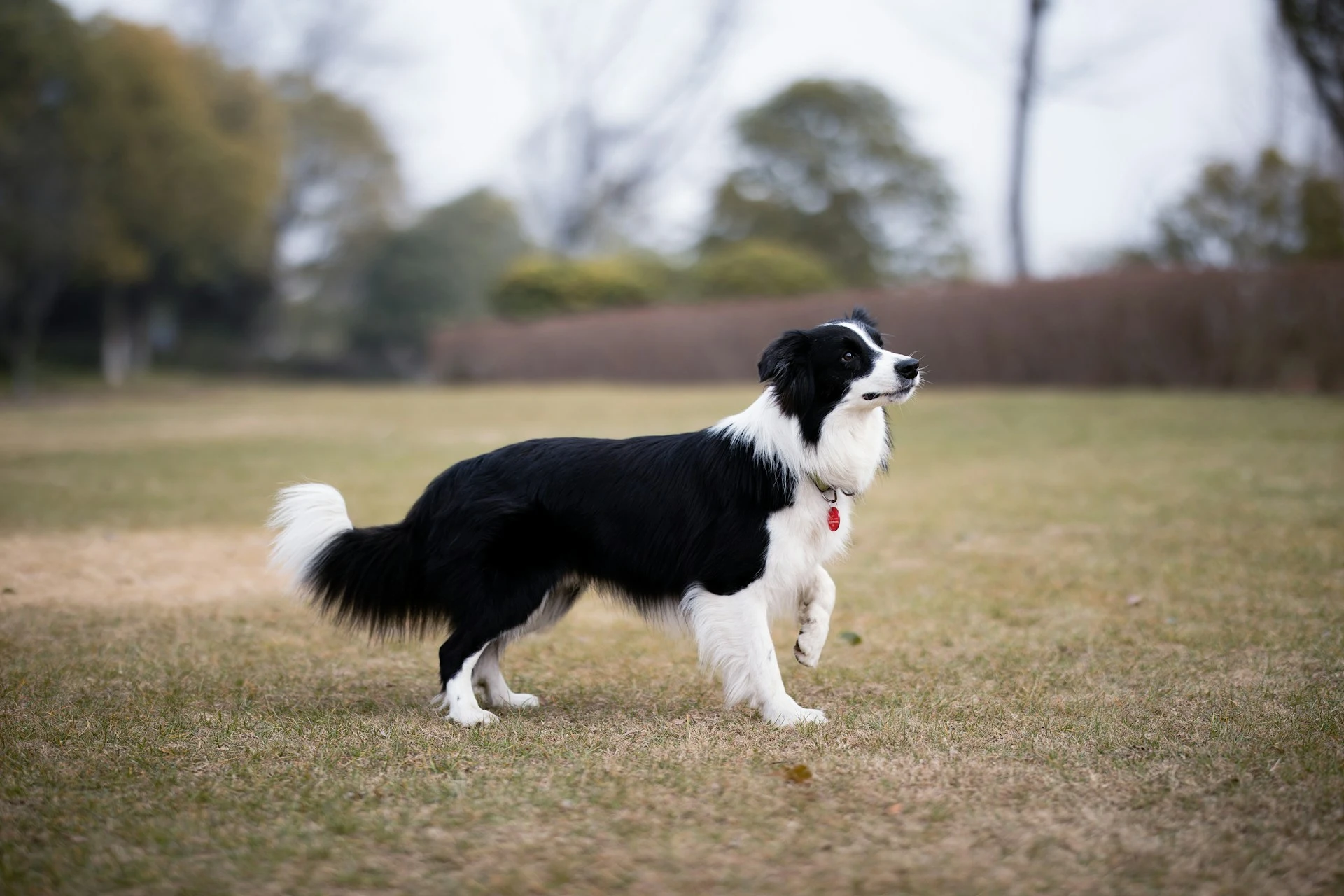 A black and white Border Collie standing in a grassy field.