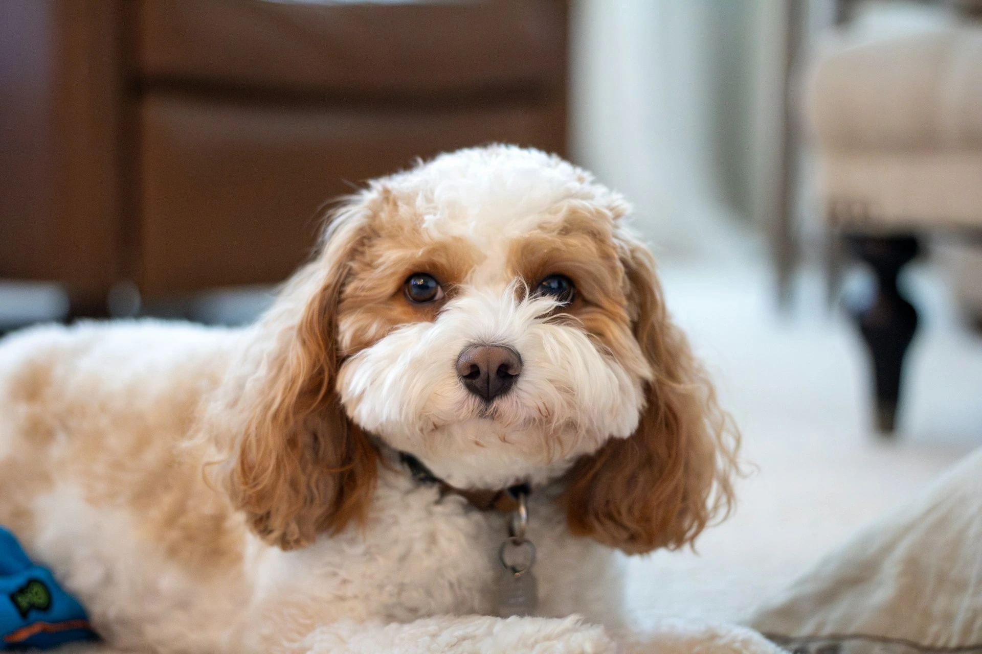 A Cavapoo dog lying down indoors, looking directly at the camera.