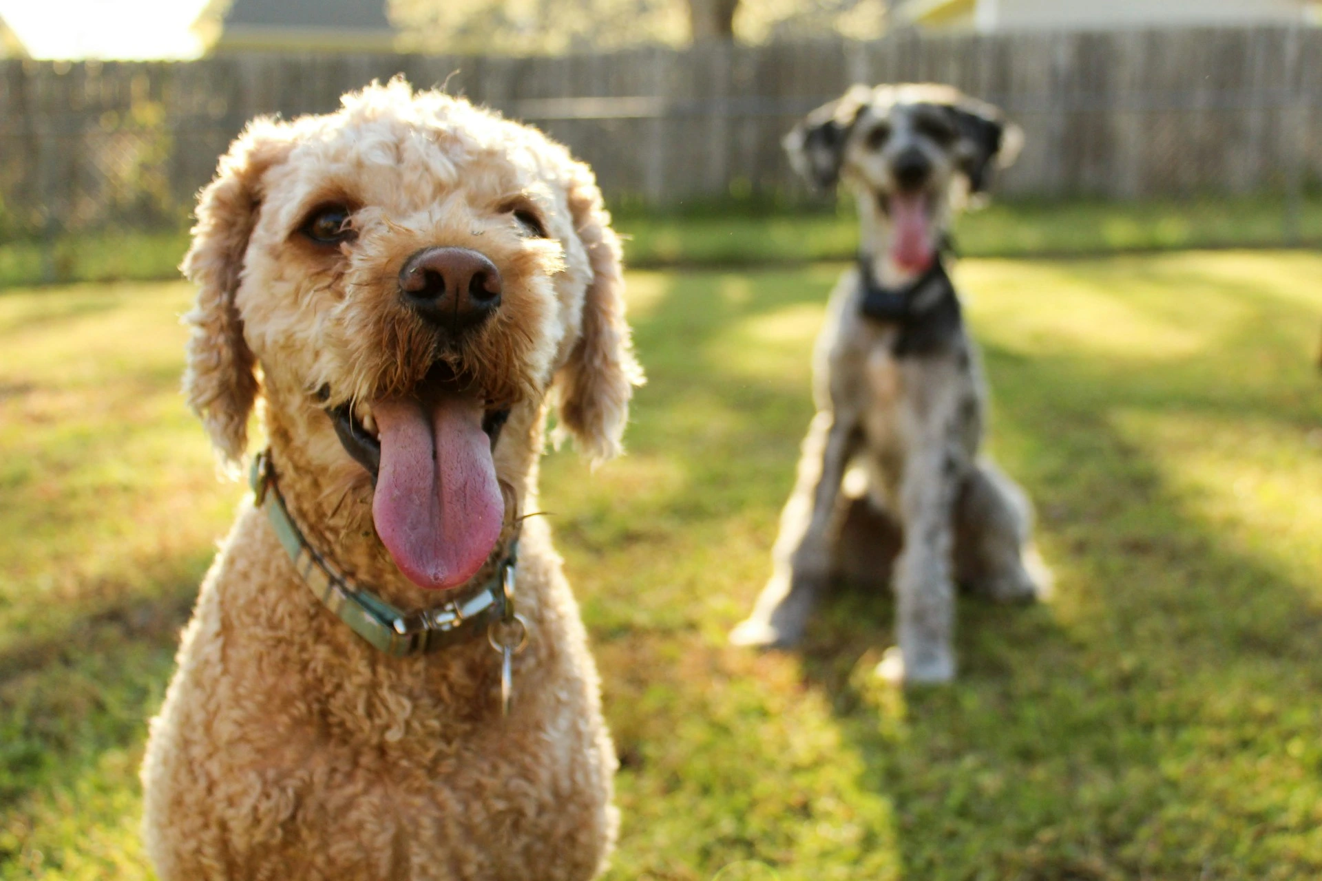 A light brown poodle-mix dog with its tongue out, while a gray and white dog sits in the background on a sunny grassy lawn.