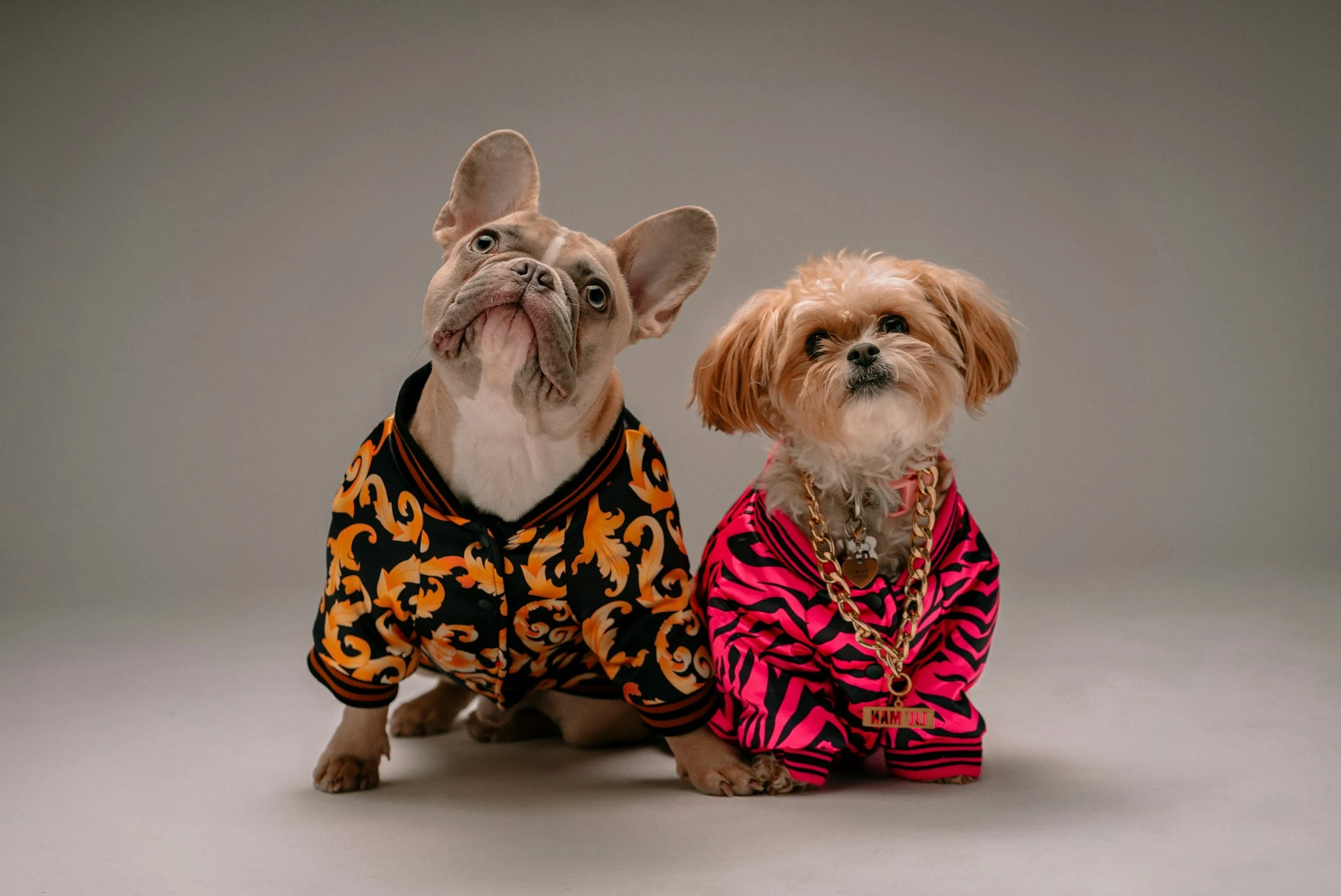 A French Bulldog wearing a black and gold jacket next to a small fluffy dog wearing a pink zebra-print jacket against a solid gray background.