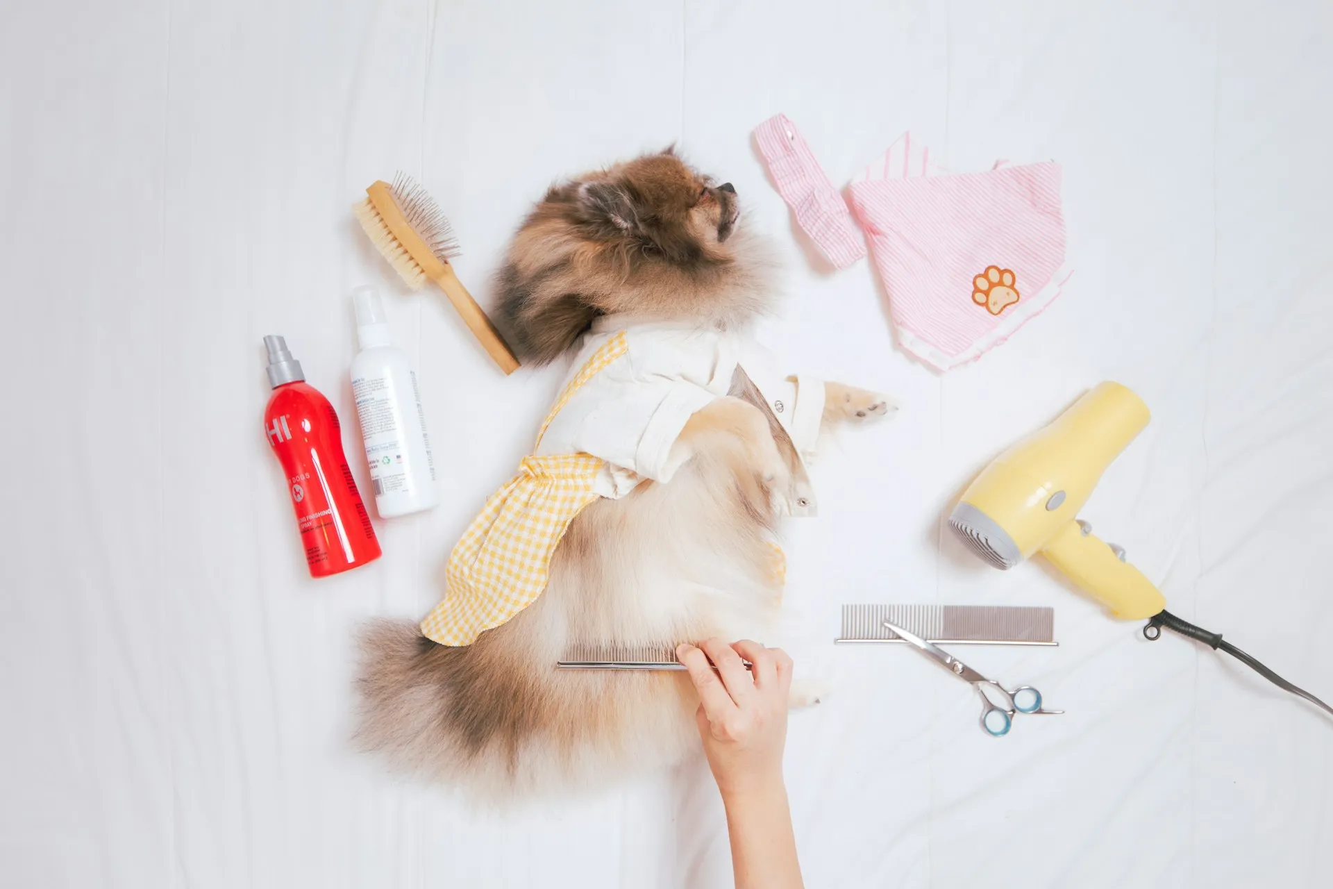 An overhead shot of a Pomeranian lying on a white surface, surrounded by grooming tools.