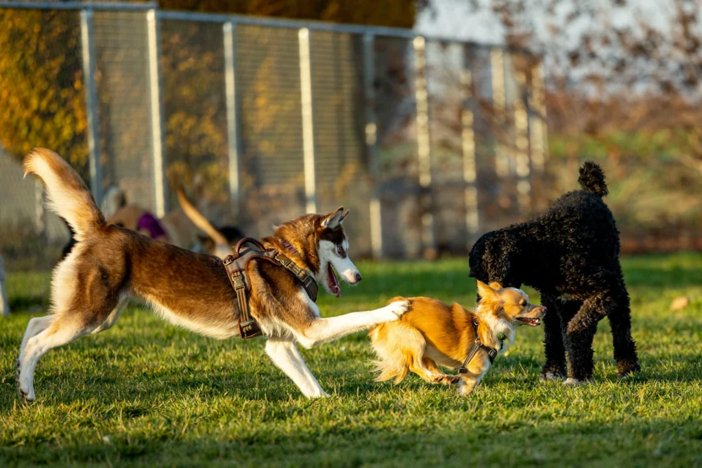 A Siberian Husky in a playfully lunges and taps a Chihuahua on the back, while a poodle stands on a grassy field at a dog park.
