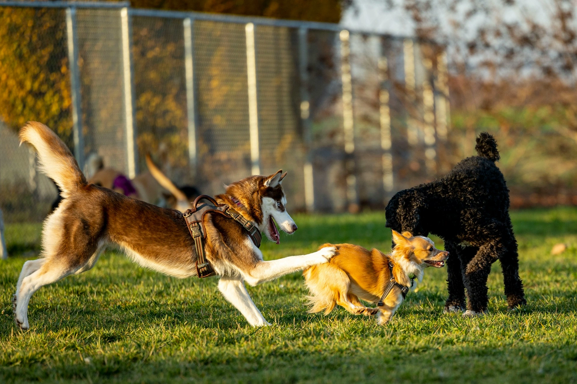 A Siberian Husky in a playfully lunges and taps a Chihuahua on the back, while a poodle stands on a grassy field at a dog park.