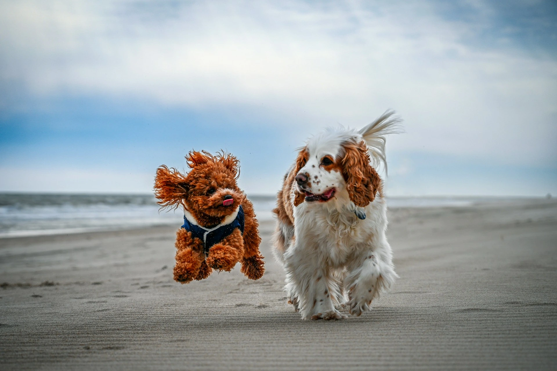 A small dog leaps next to a Cavalier King Charles Spaniel running along a sandy beach.