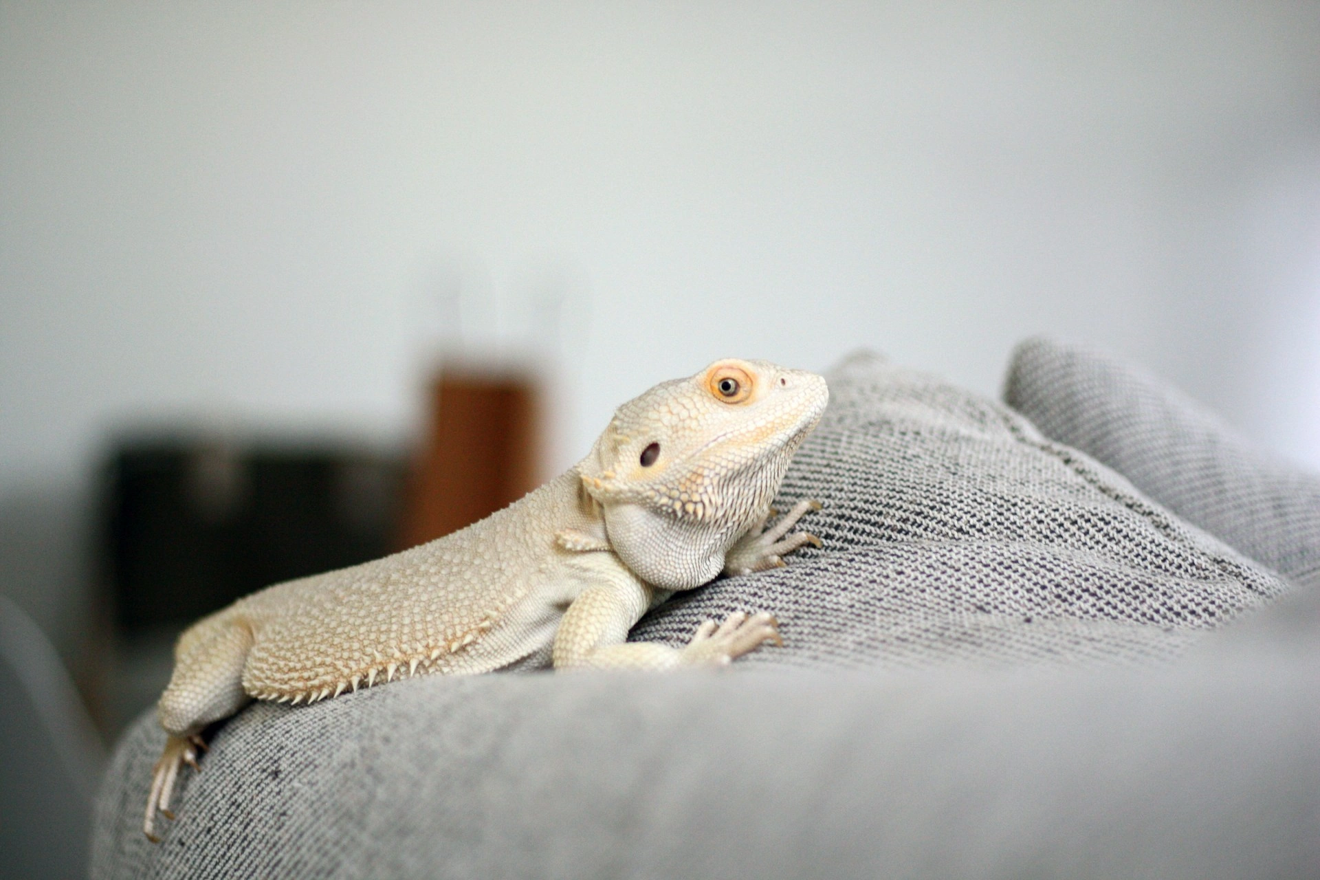 A light-colored bearded dragon rests on the fabric of a gray sofa cushion.