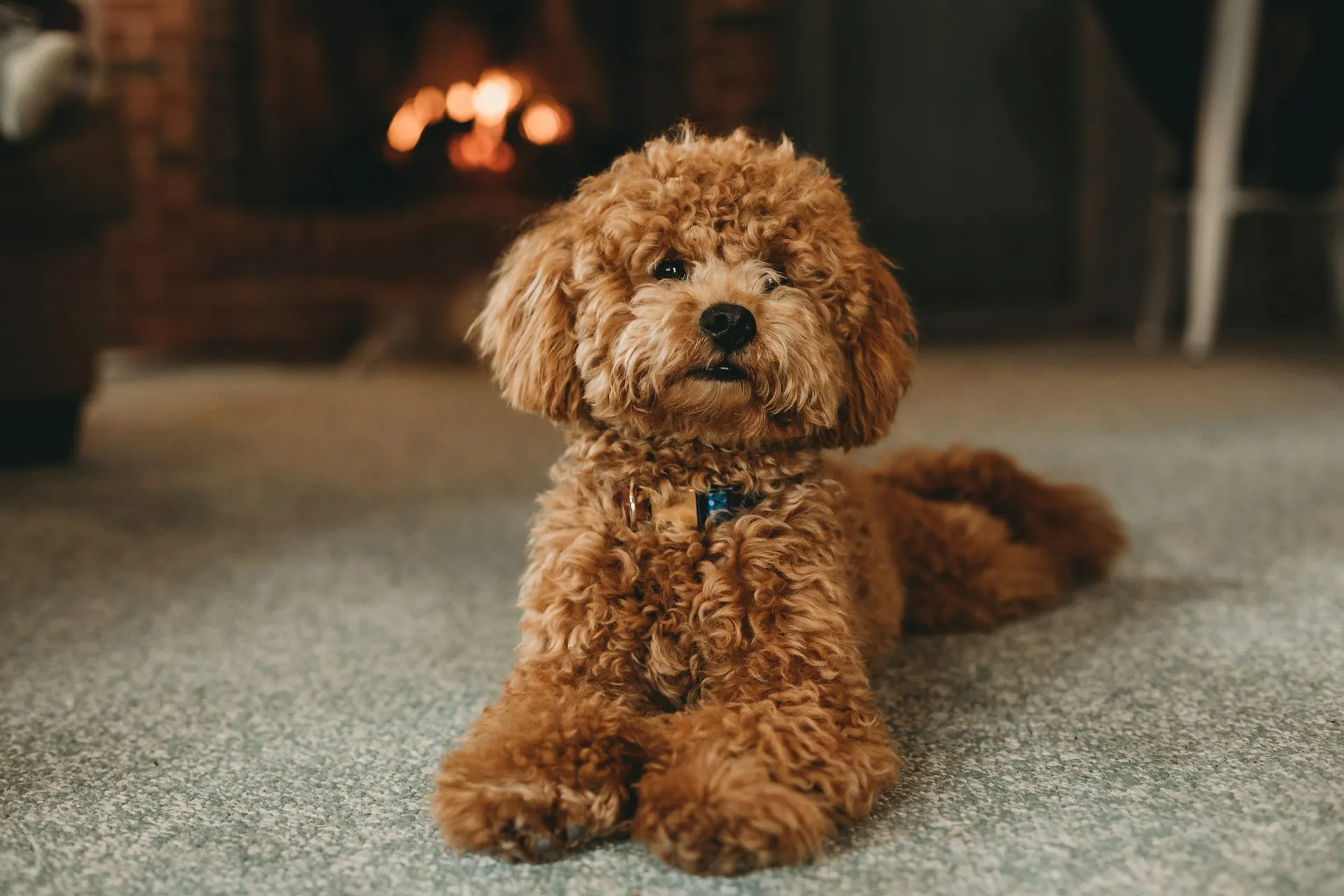 A curly-furred brown toy poodle lying on a carpeted floor, with a blurred, warm fireplace burning in the background.