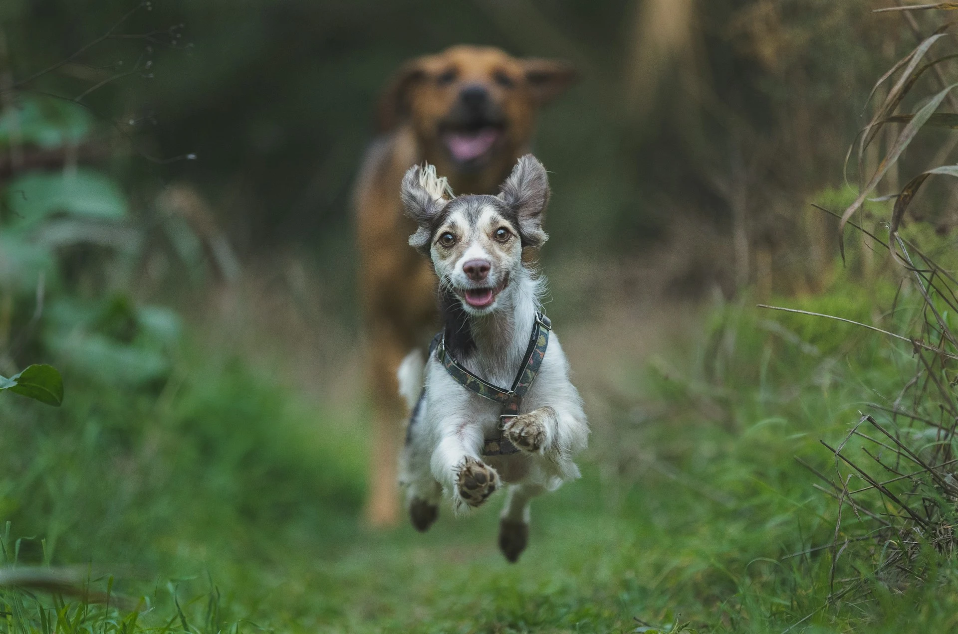 A small dog running down a grassy path while a larger, blurry brown dog follows closely behind.