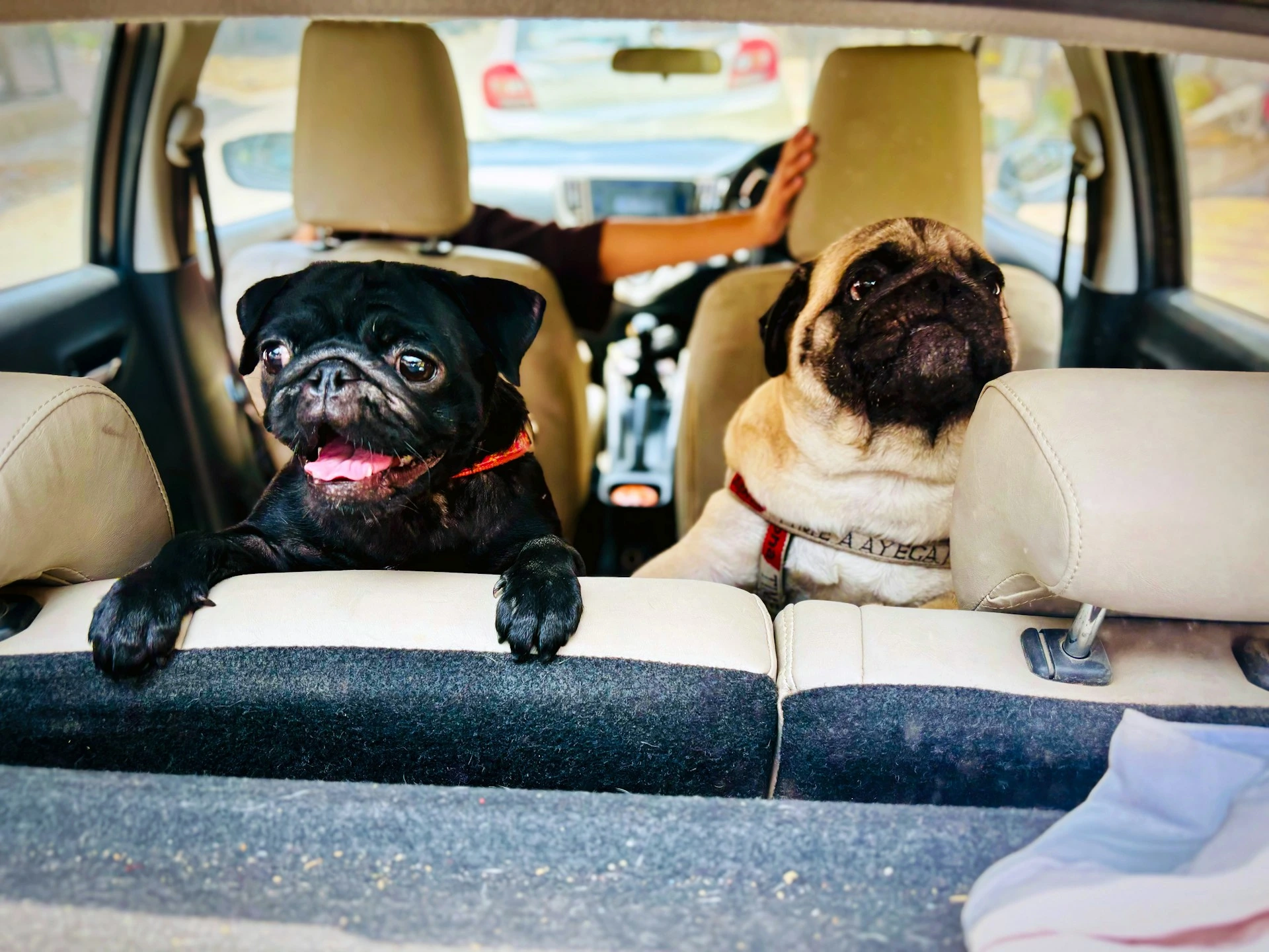 Two pugs look toward the back window from the trunk area of a car.